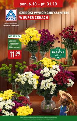 Aldi Chryzantemy