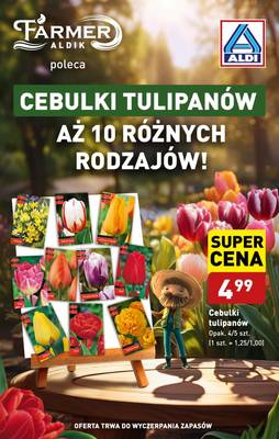 Aldi Tulipany