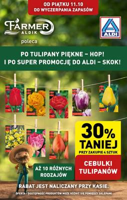 Aldi tulipany