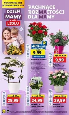 Lidl od czwartku