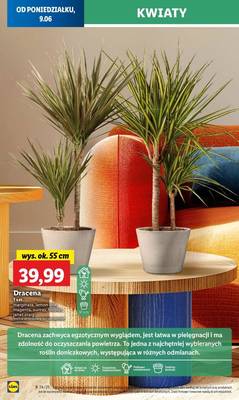 Lidl od poniedziałku