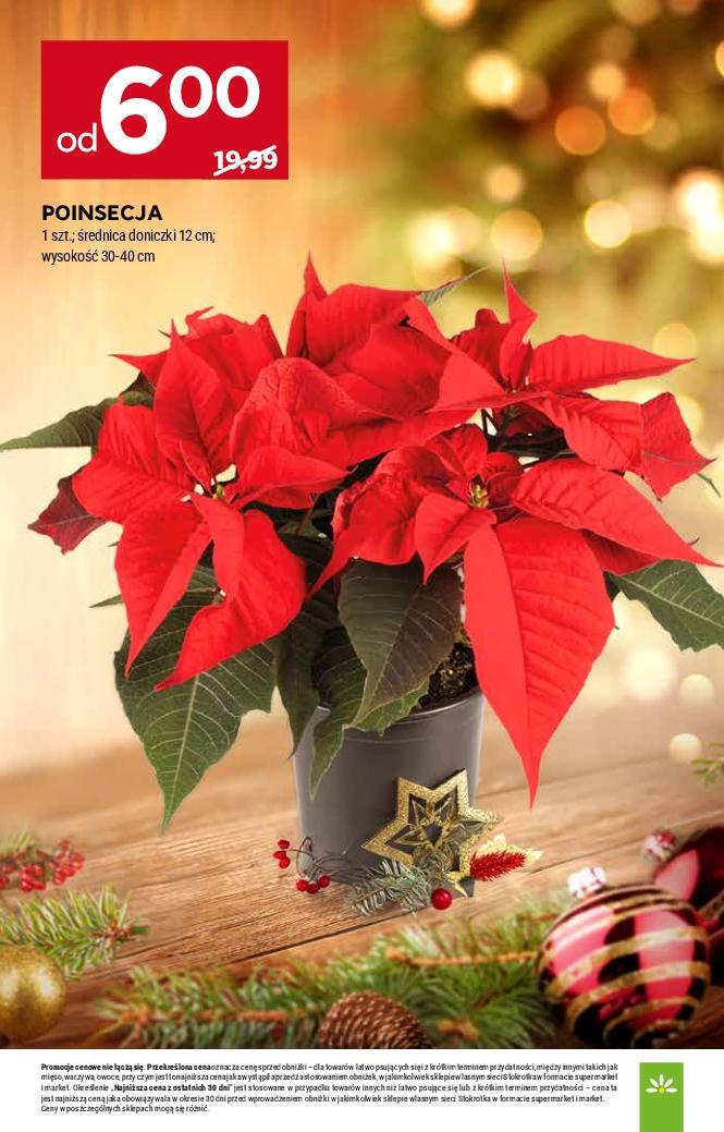 Gazetka promocyjna Stokrotka do 21/12/2025 str.49